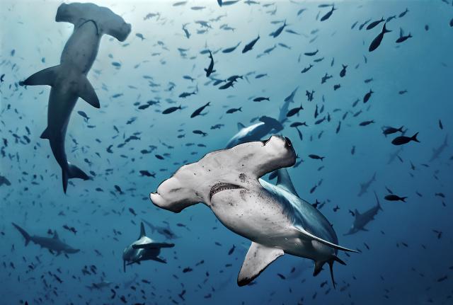 ocean-life-761