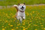 dog_522