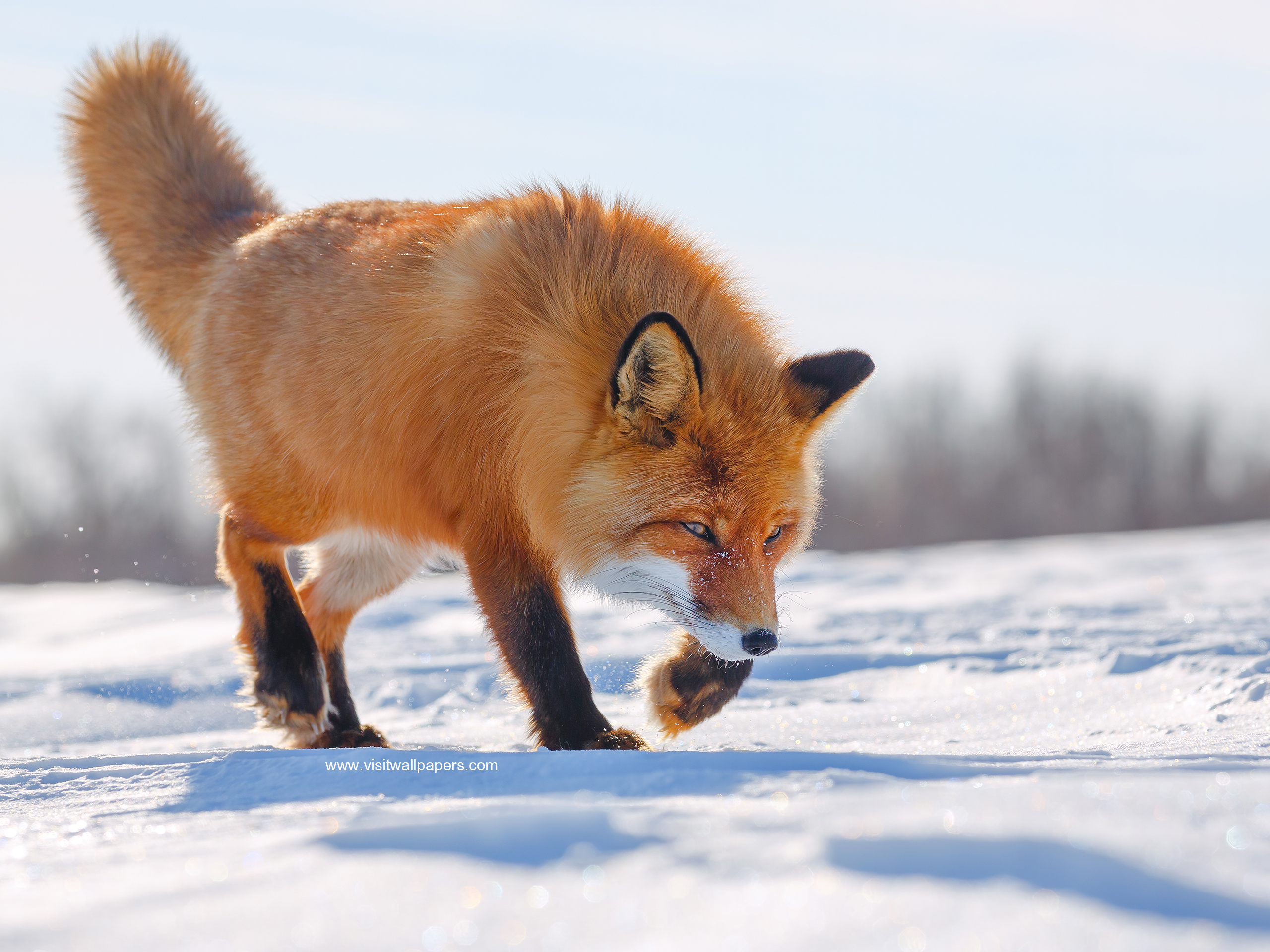Animals_803
