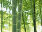 The colour of green Wallpapers 