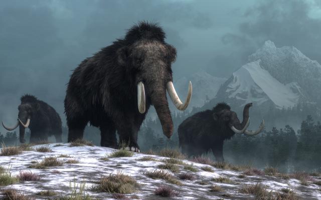 Animals_806