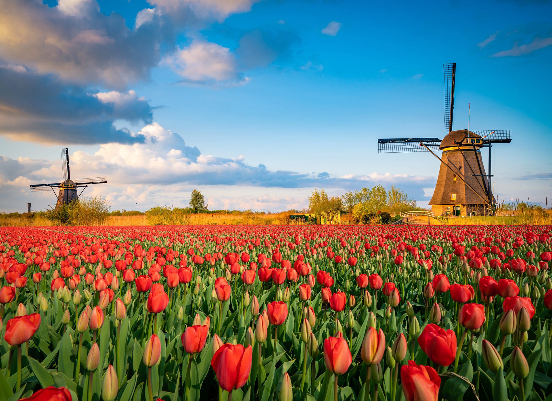 Windmill_78