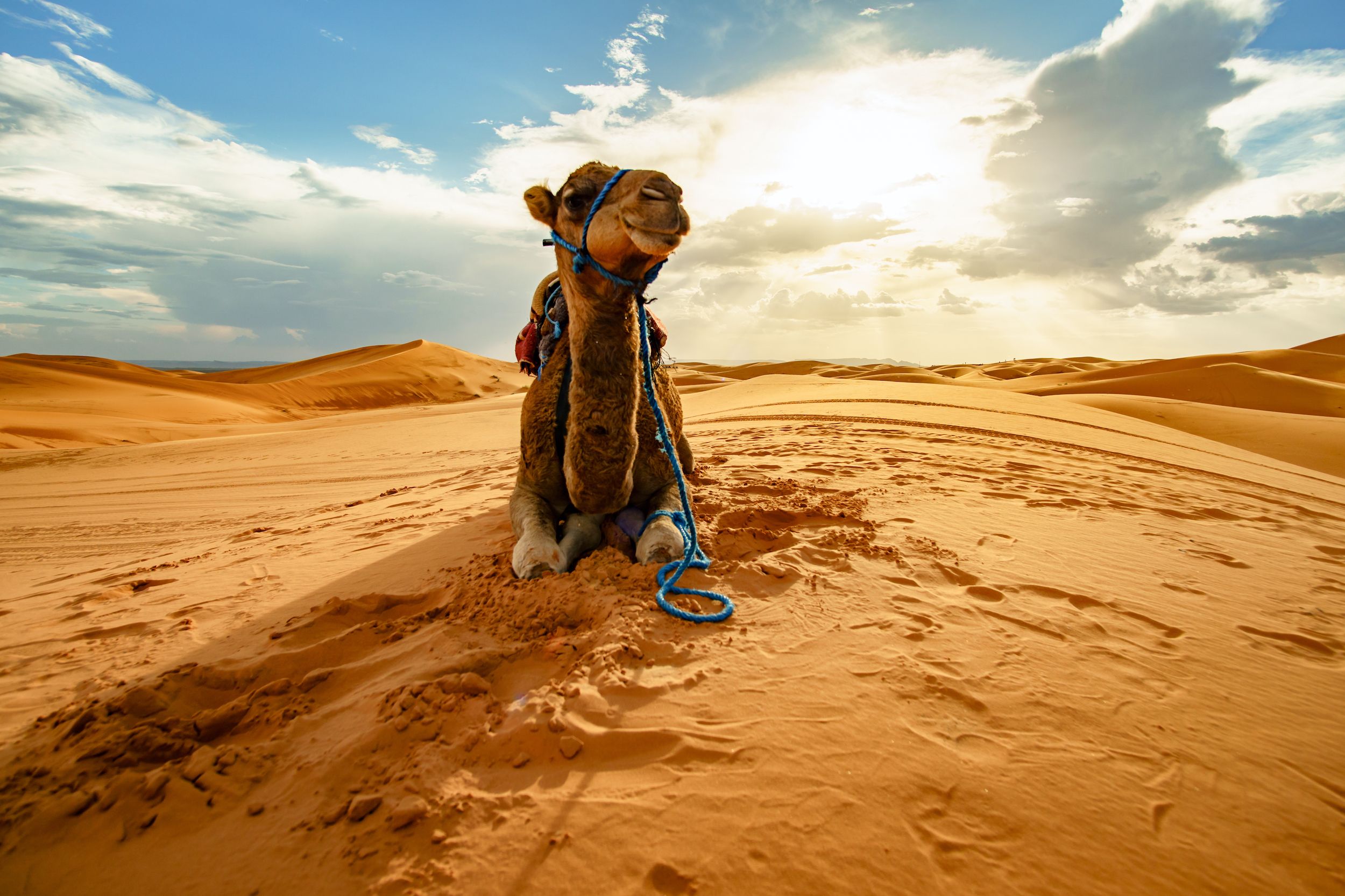 Desert_140