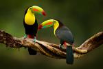 Birds_344