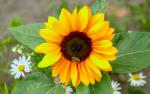 Flower_109