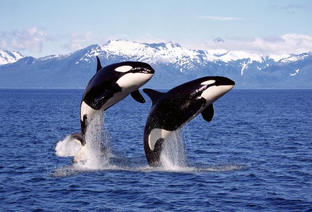 ocean-life-764