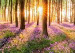 Sunrise_423