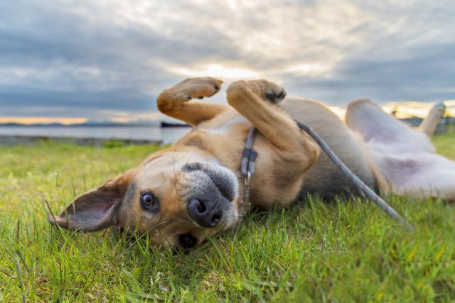 dog_524