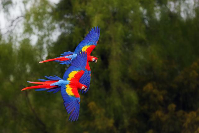 Birds_352