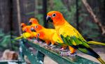Birds_353