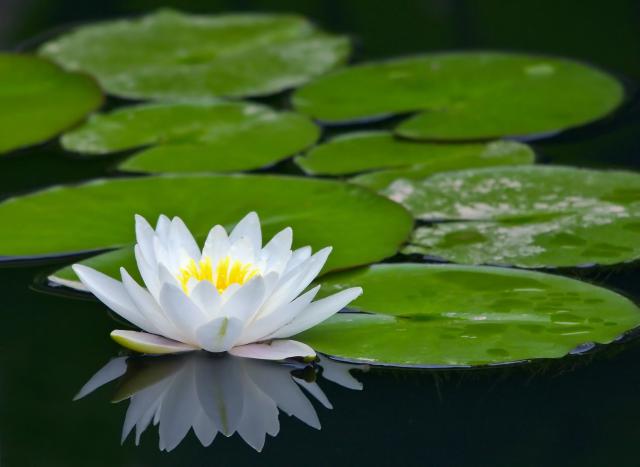 Flower_111