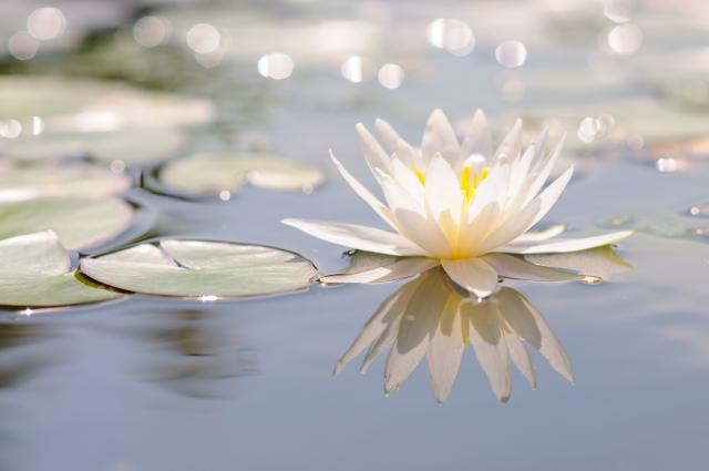 Flower_112