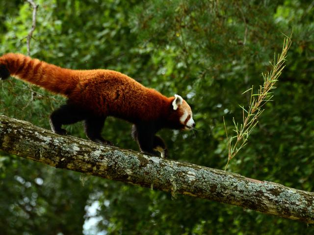 Animals_838