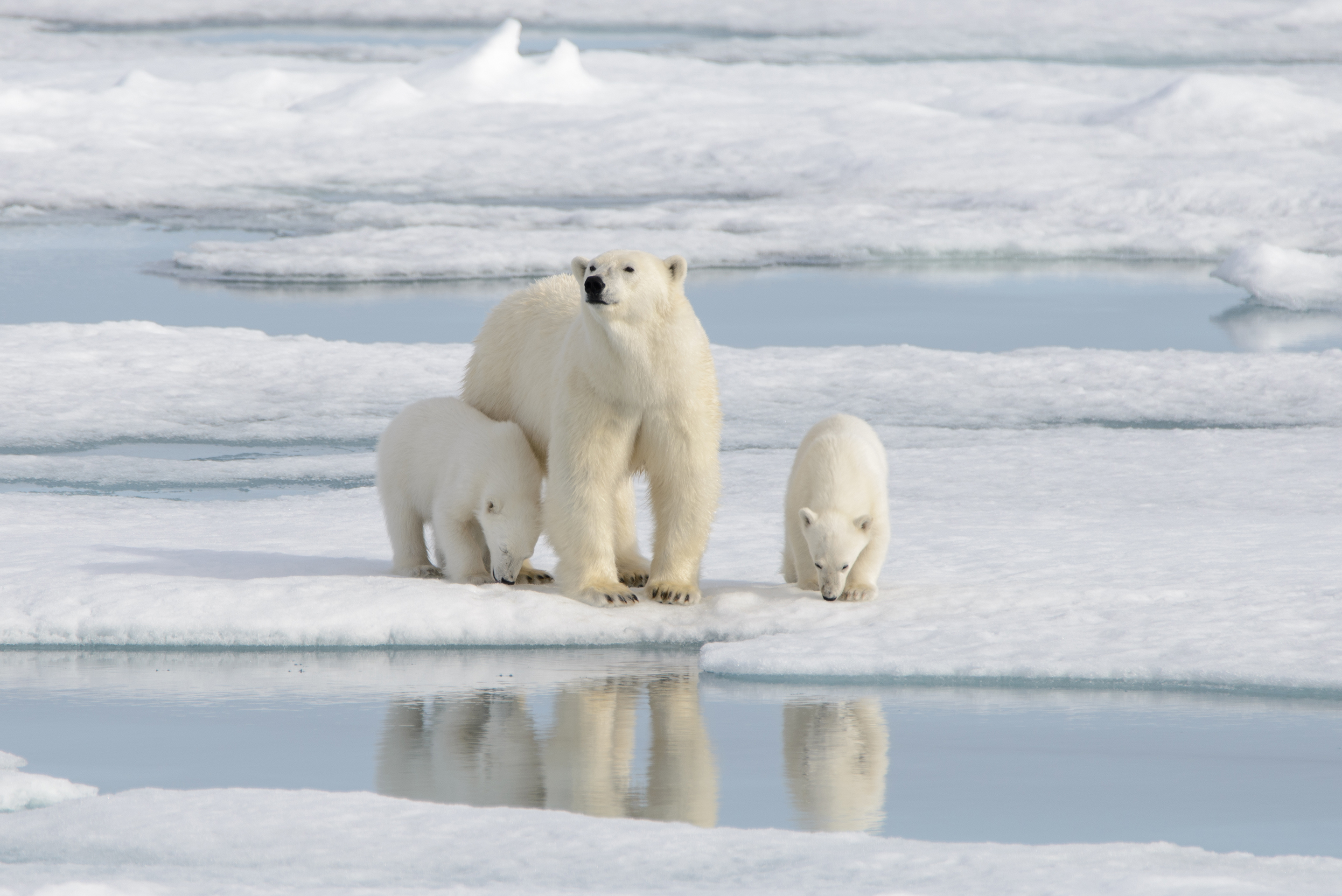 Animals_843
