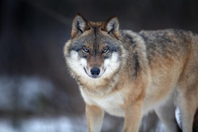 Animals_845