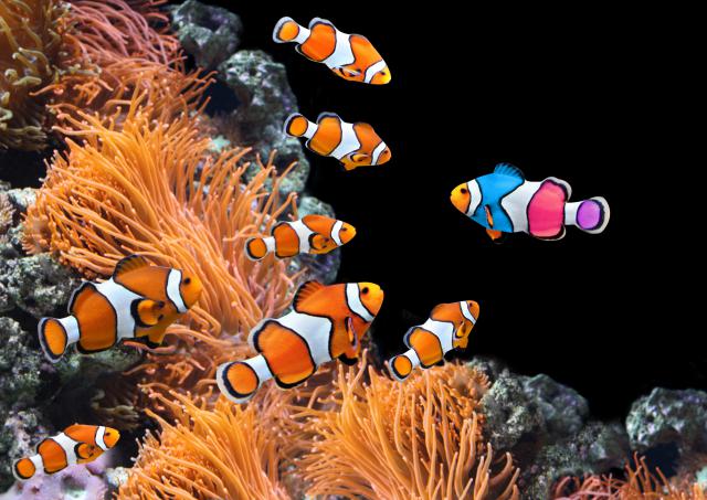 ocean-life-776