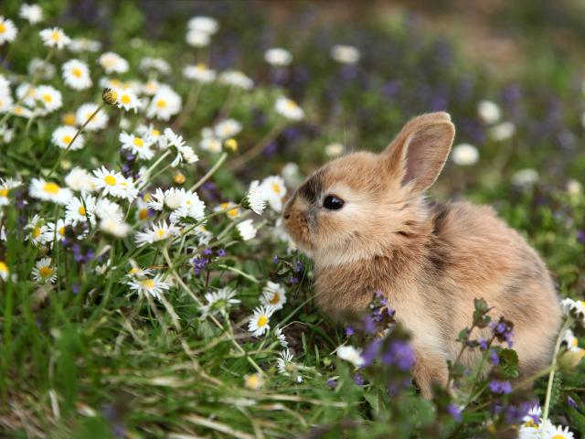 Animals_847