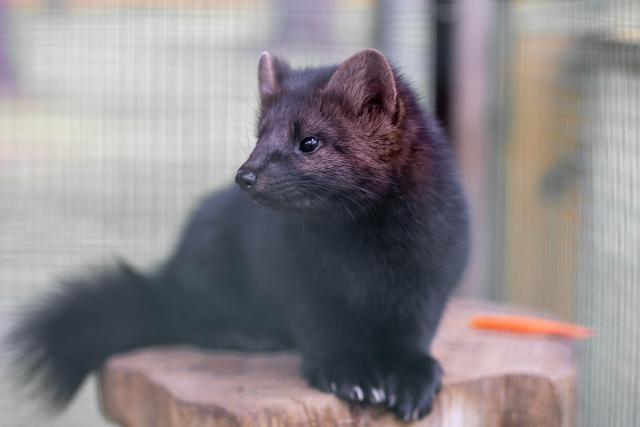 Animals_850