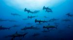 ocean-life-777