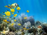 ocean-life-778