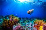 ocean-life-781
