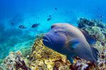 ocean-life-782