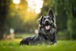 dog_530