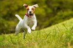 dog_531