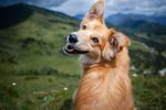 dog_532