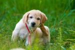 dog_533