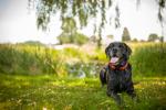 dog_534