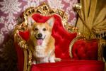 dog_535