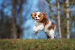 dog_537