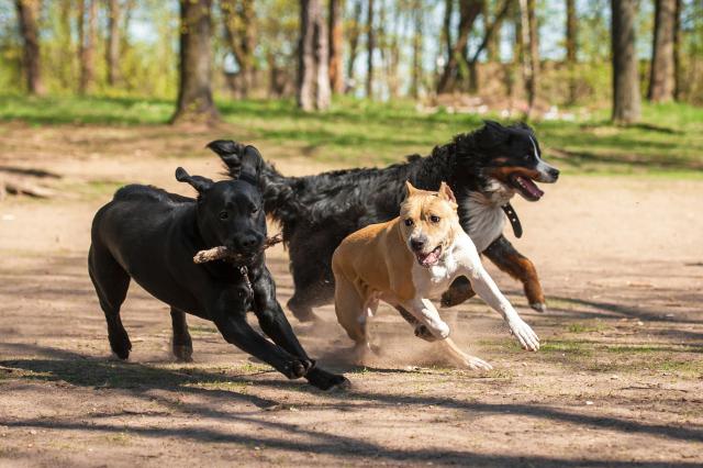 dog_540