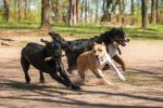 dog_540