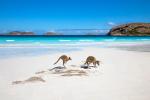 Animals_852