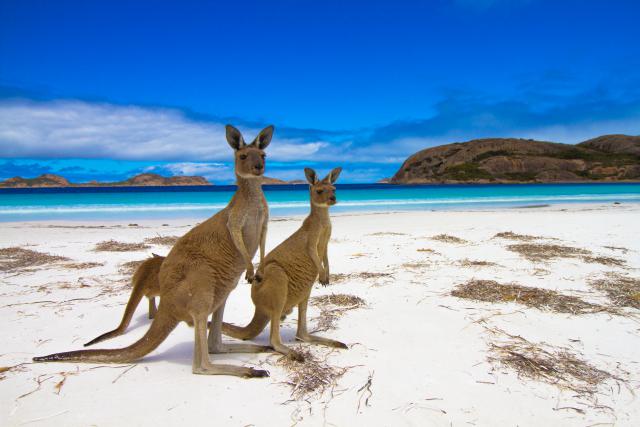 Animals_853