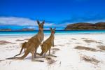 Animals_853