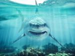ocean-life-784