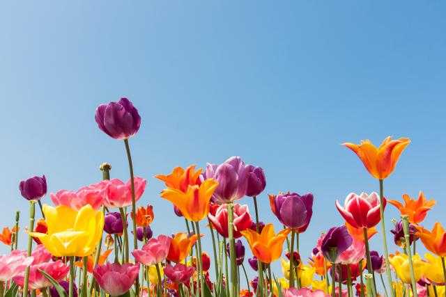 Colorful_Tulips_18