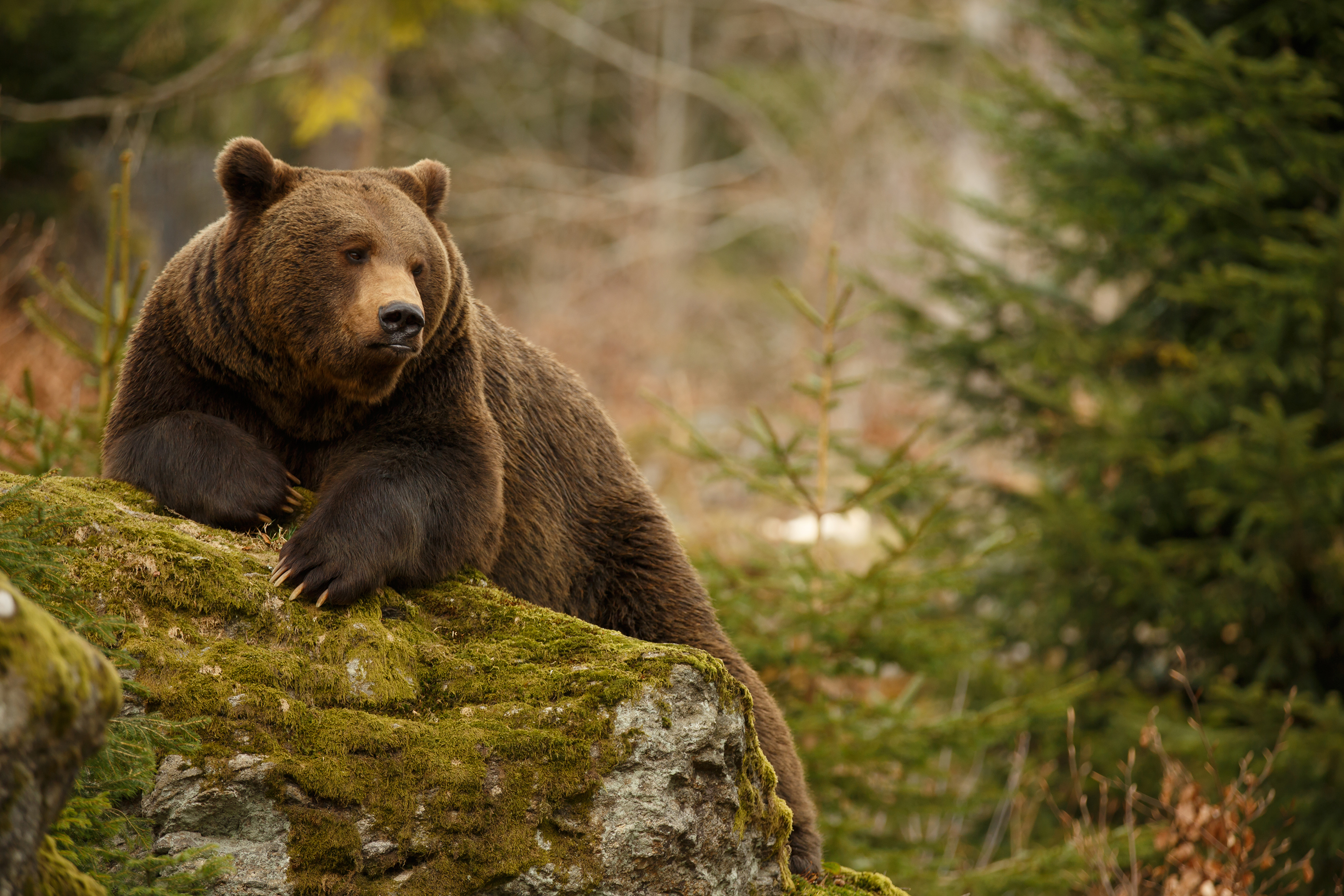Animals_854