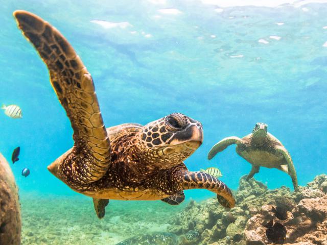 ocean-life-787