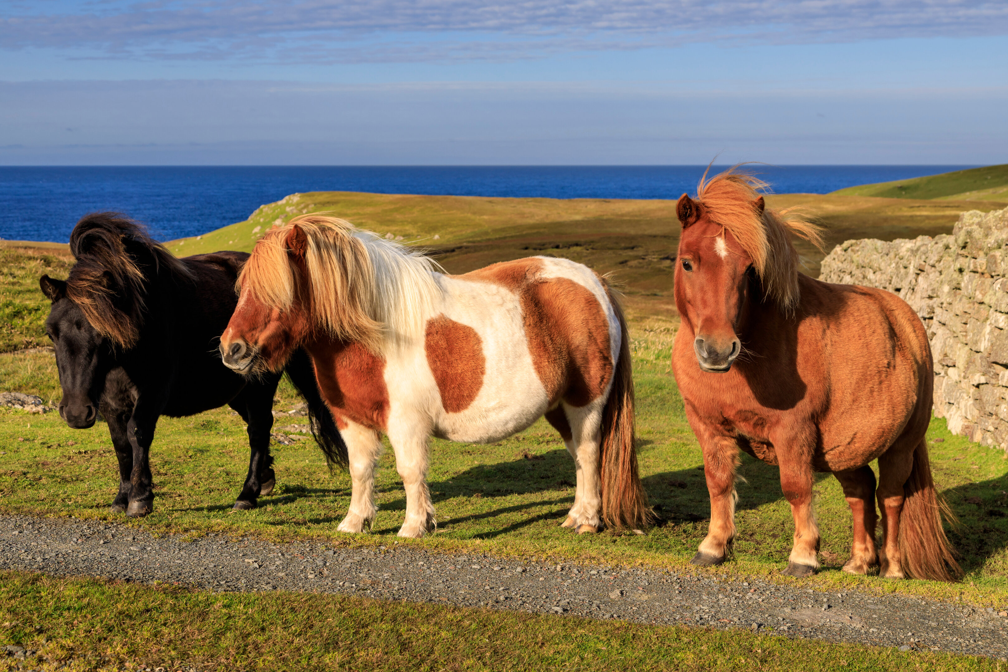 Animals_855