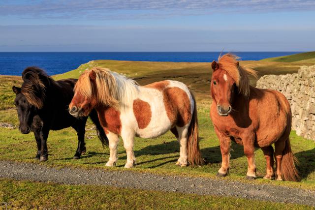 Animals_855