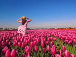 Colorful_Tulips_20