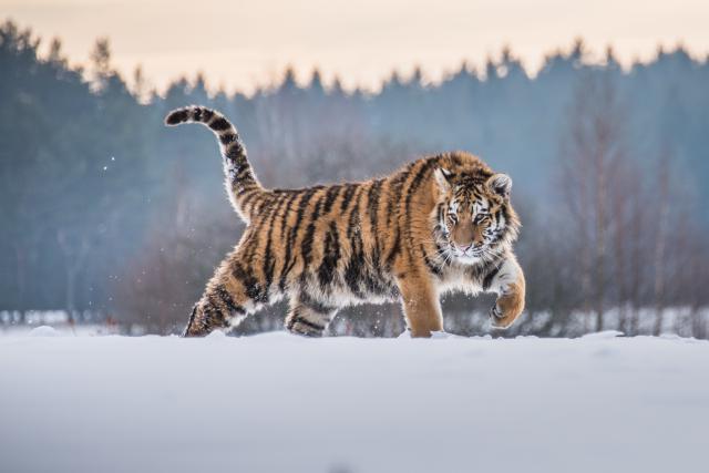 Tiger_171