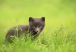 Animals_857