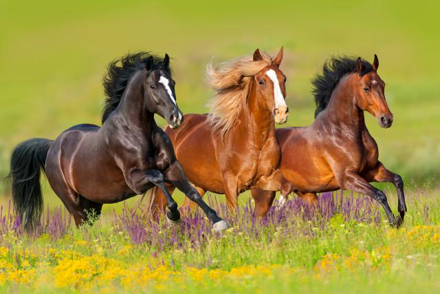 Animals_860