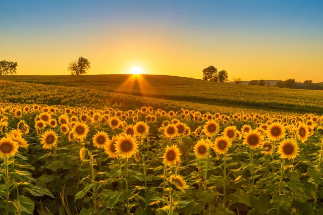 Sunflower_Field_18