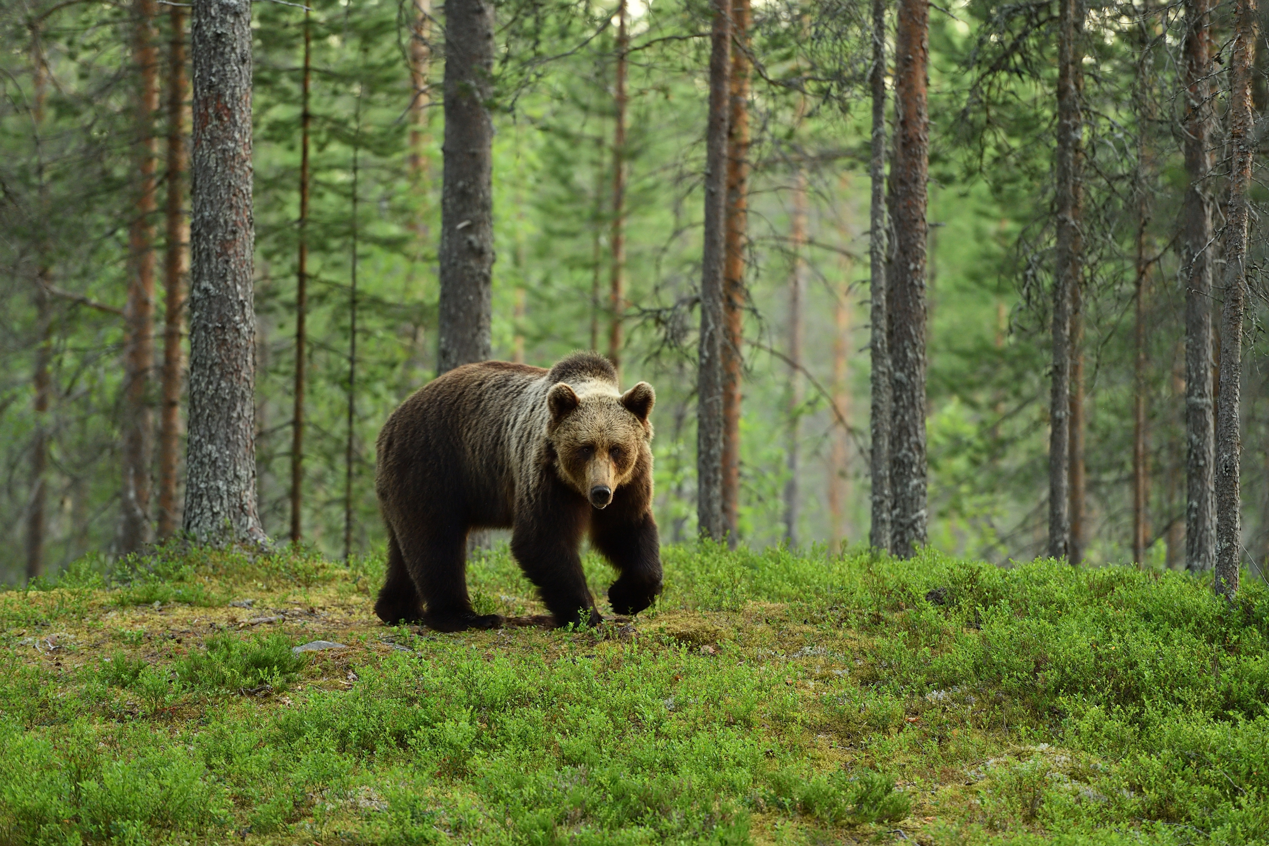 Animals_865